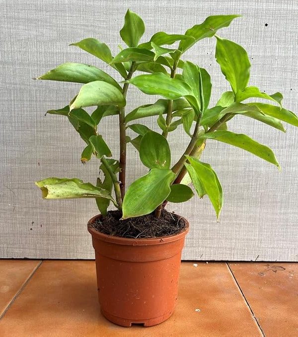 Insulin Plant